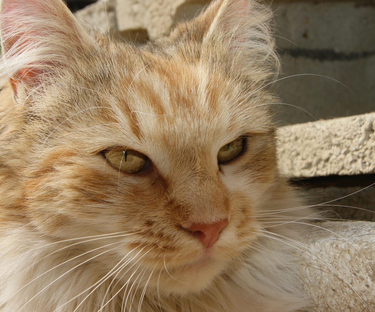 Tierärztin Schönsgibl - Tierarztpraxis 1060 Wien