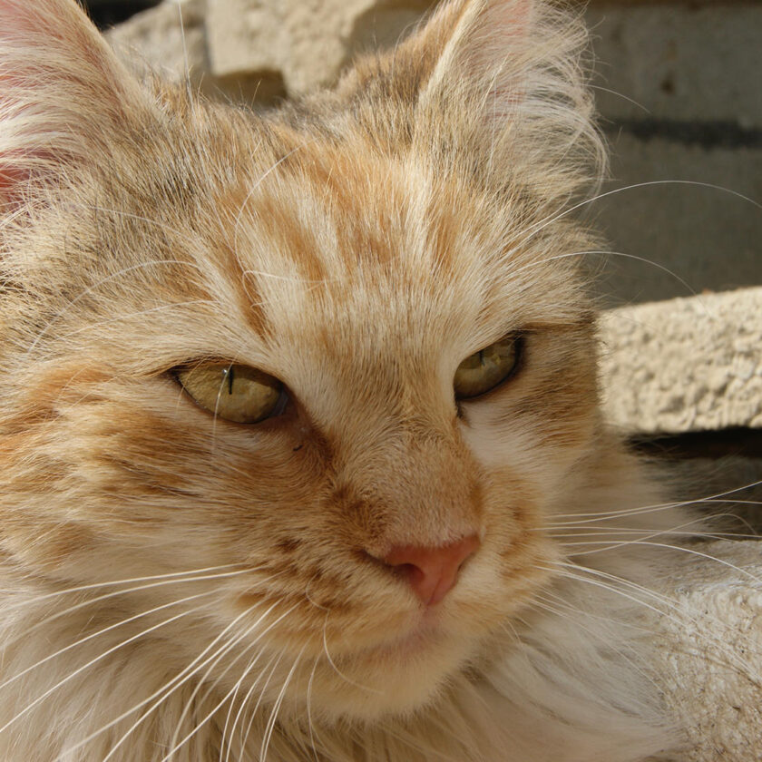 Tierärztin Schönsgibl - Tierarztpraxis 1060 Wien