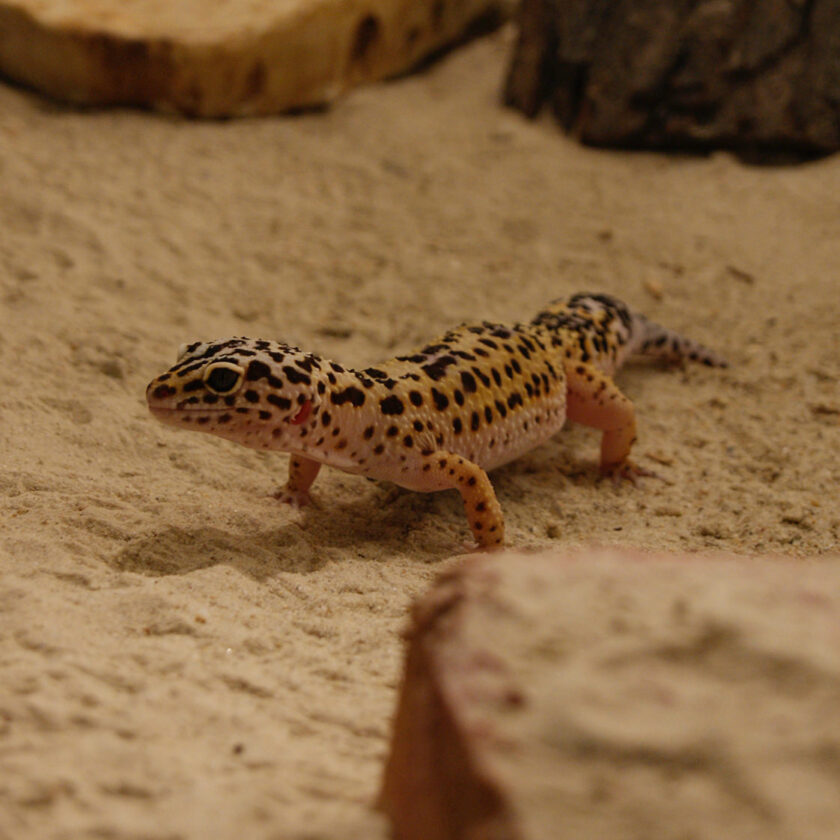 Tierärztin für Kleintiere 1060 Wien