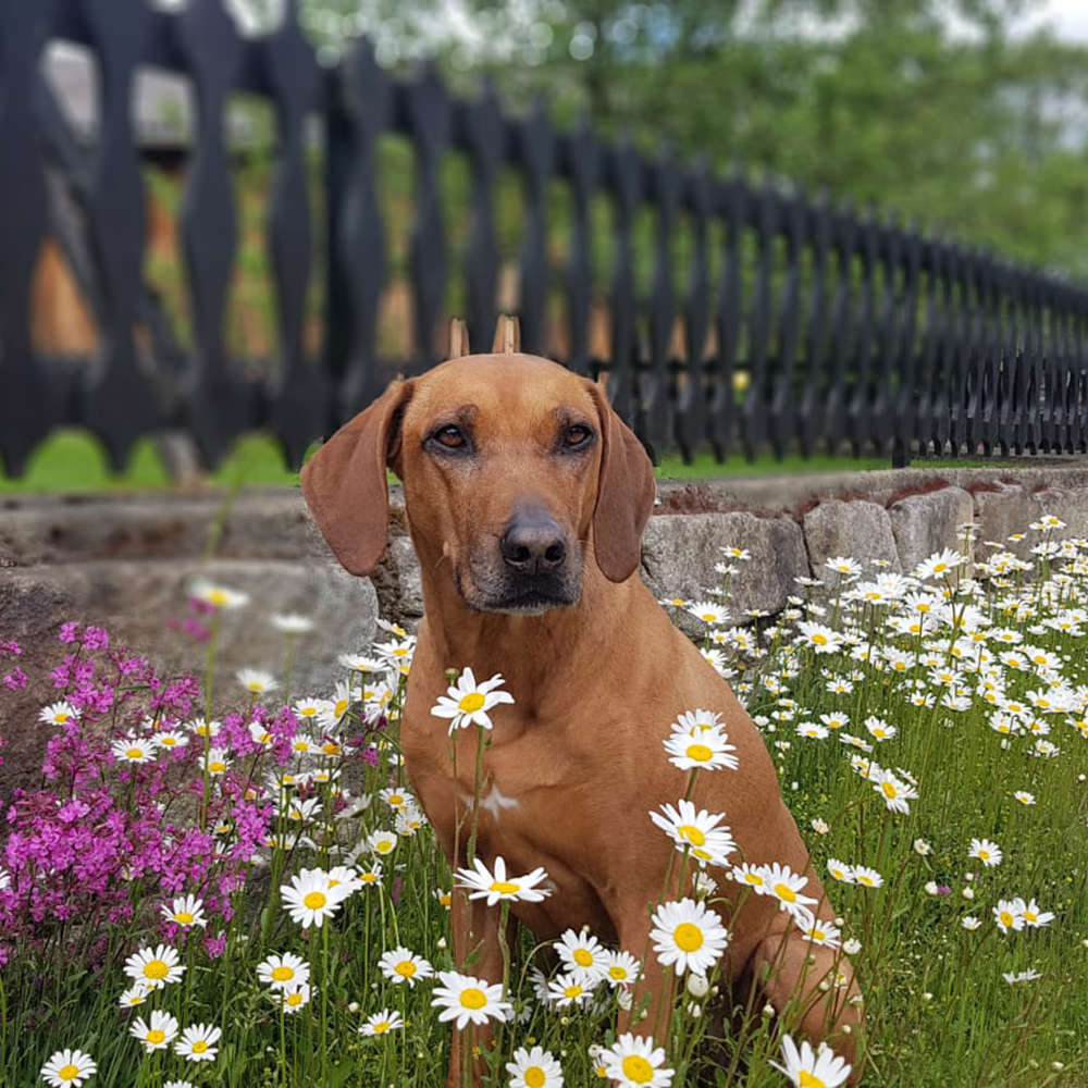 Tierarztpraxis Schönsgibl in 1060 Wien