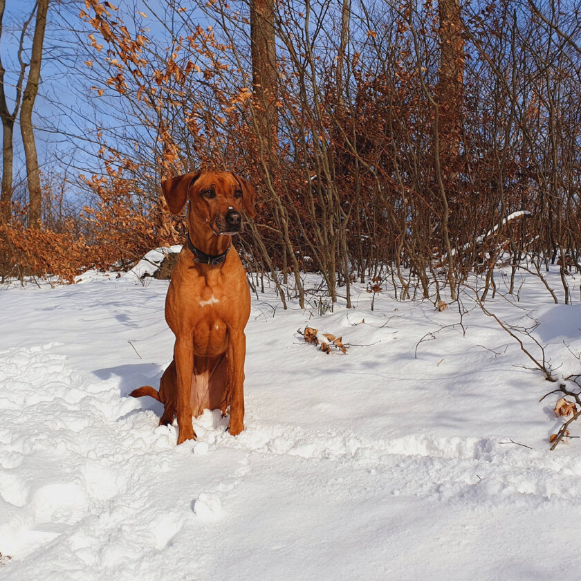 Haustierärztin für Kleintiere Wien 1060 Wien Mariahilf