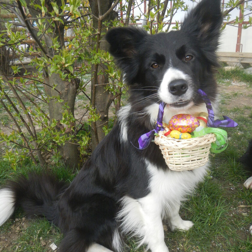Tierärztin für Kleintiere in Mariahilf